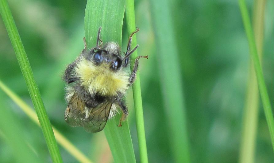 Bombus sp.